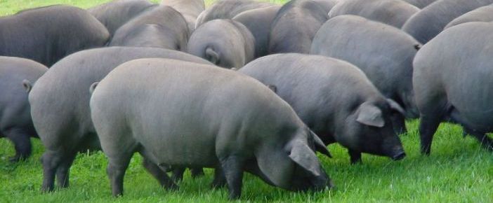 Cerdo Ibérico