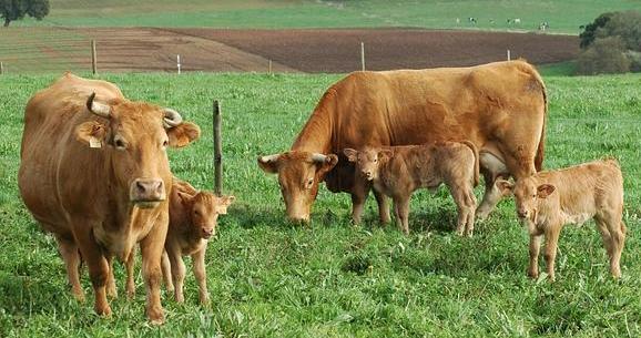 White veal