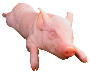 Majorcan suckling pig