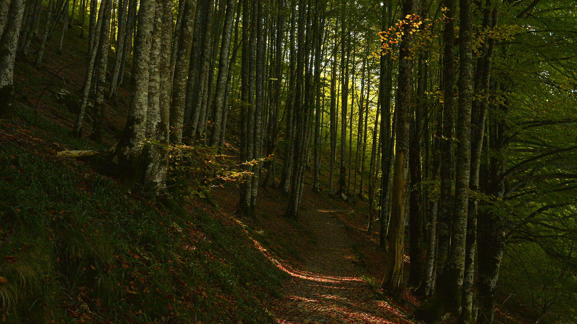 Autumn in the Open Air