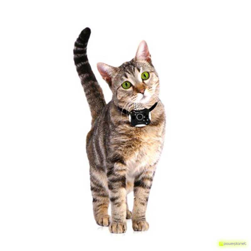 comprar câmera perros y gatos - Item2
