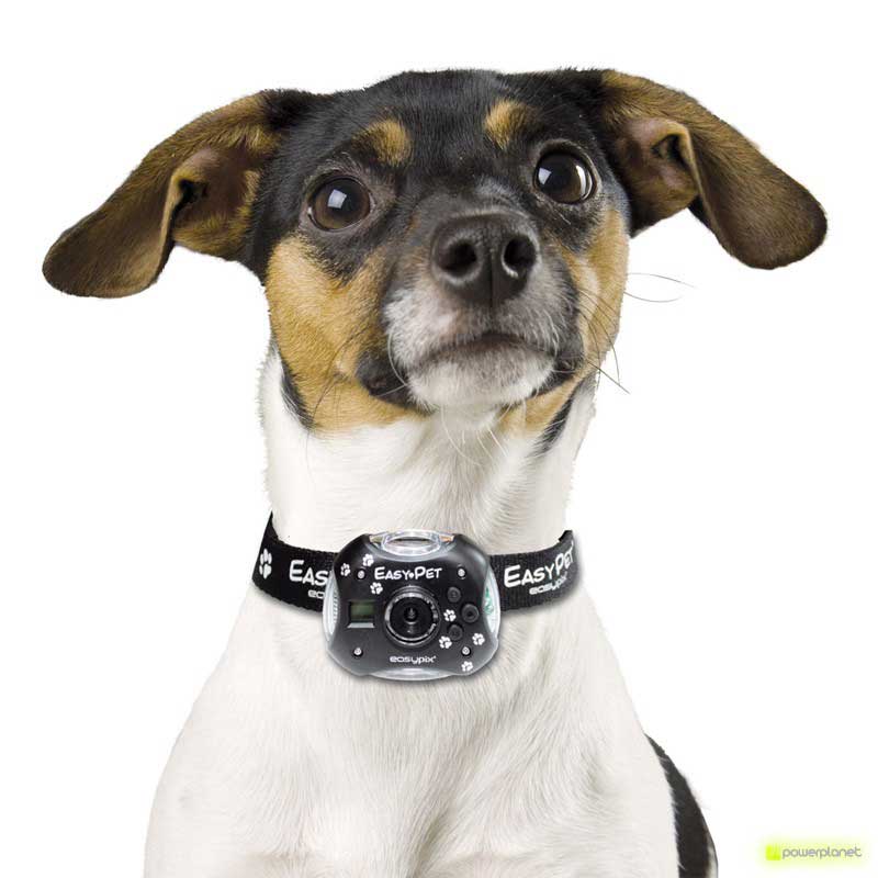 comprar câmera perros y gatos - Item3
