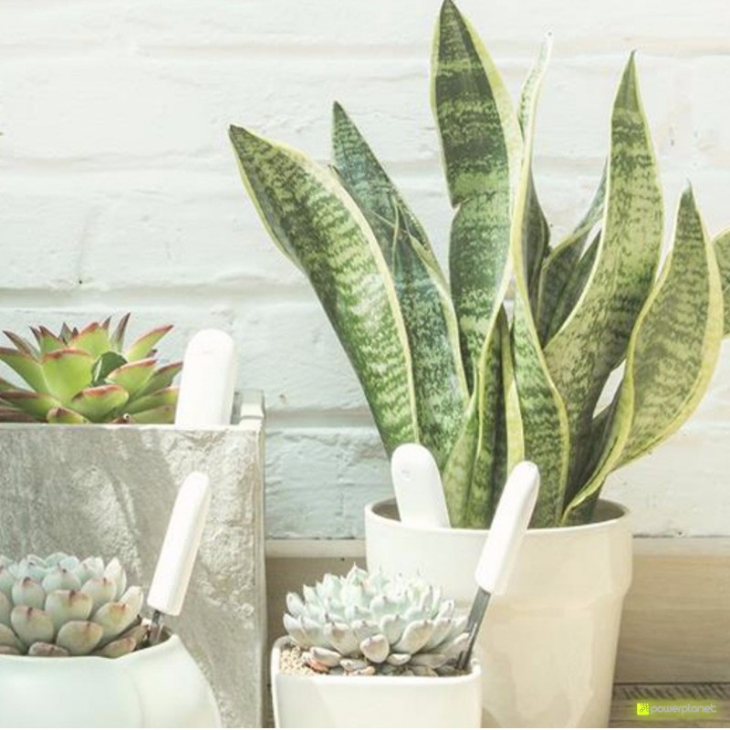 Xiaomi Monitor Digital de Plantas - Ítem4