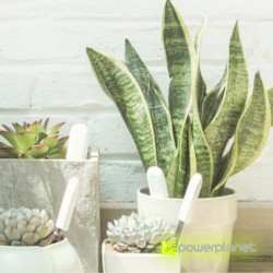 Xiaomi Monitor Digital de Plantas - Ítem4