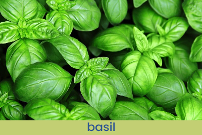 Home Fragrance Mandarin & Lime Basil Sample 13ml.