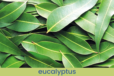 Home Fragrance Eucalyptus Sample 13ml.