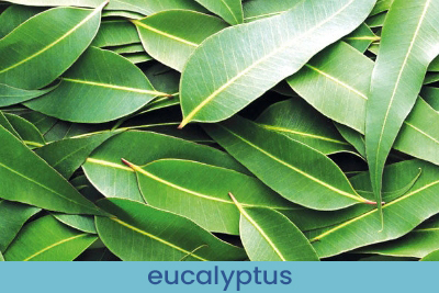 Ambientador Eucalyptus Muestra 13ml.