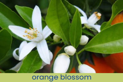 Home Fragrance White Roses & Orange Sample 13ml.