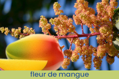 Parfum d'ambiance Mango échantillon 13ml.