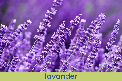 Raumspray Französischem Lavendel Probe 20 ml.