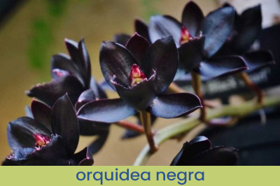 Ambientador Orchidée Noire Muestra 13ml