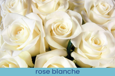 Parfum d'ambiance Roses Blanches & Fleur d’Oranger échantillon 13ml.