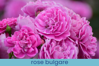 Parfum d'ambiance Bouquet de Roses échantillon 13ml.