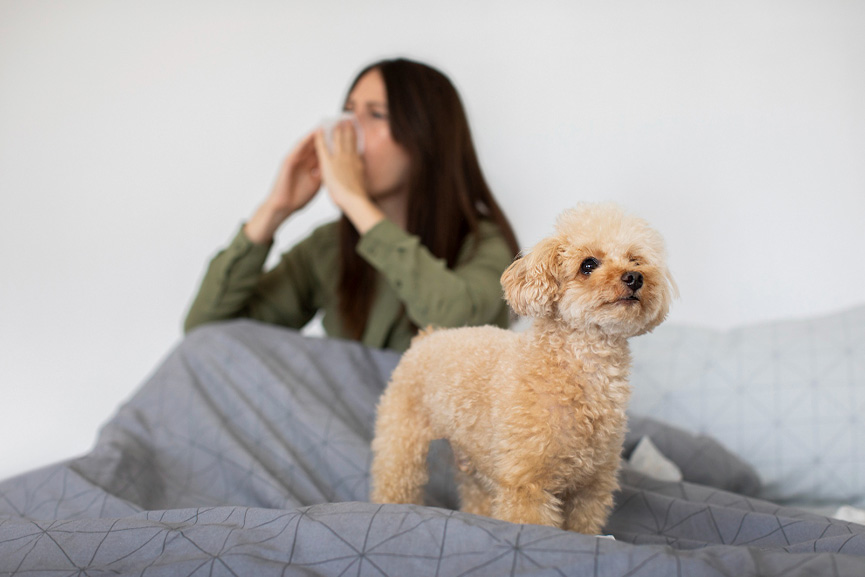 como-eliminar-el-olor-a-perro