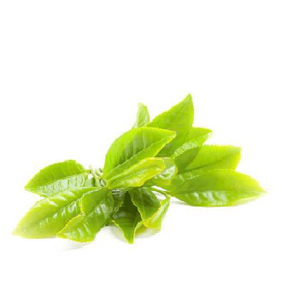 Probe eines Lufterfrischers mit grünem Tee