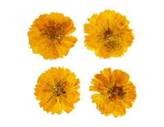 1900 Flor seca prensada cosmos amarillo Innspiro - Ítem
