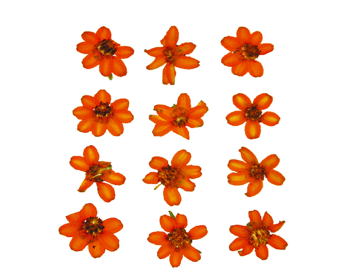 1905 Flor seca prensada zinia linearis naranja Innspiro