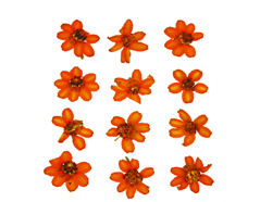 1905 Flor seca prensada zinia linearis naranja Innspiro - Ítem