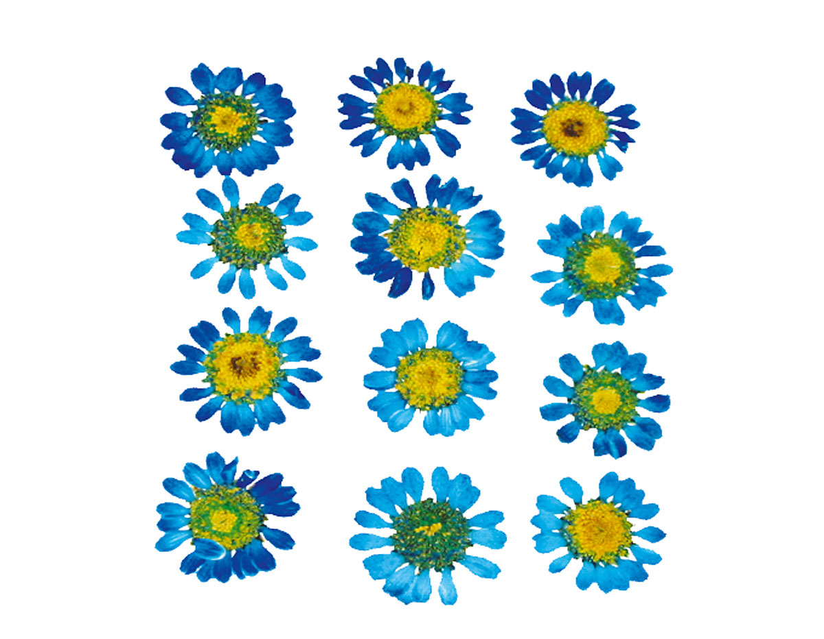 1910 Flor seca prensada mini chrysanthemum azul Innspiro