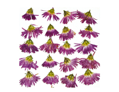1923 Set de 10 flores secas peacock morado Innspiro - Ítem
