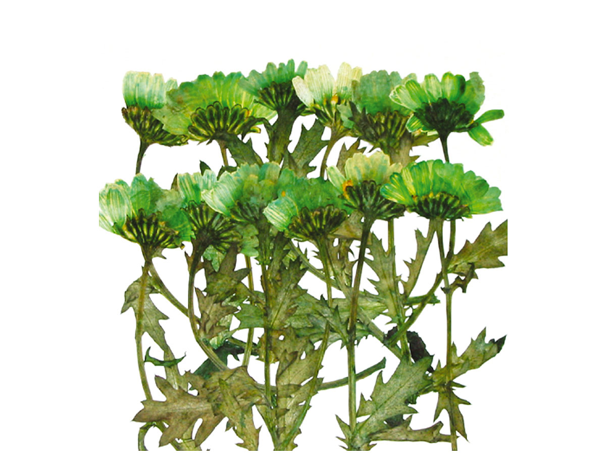 1931 Flor seca prensada mini chrysanthemum with stem verde Innspiro