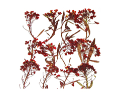 1935 Flor seca prensada alyssum rojo Innspiro - Ítem