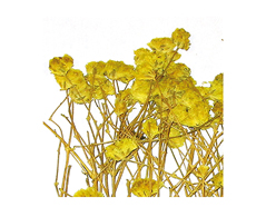 1950 Flor seca prensada gypsophlia amarillo Innspiro - Ítem