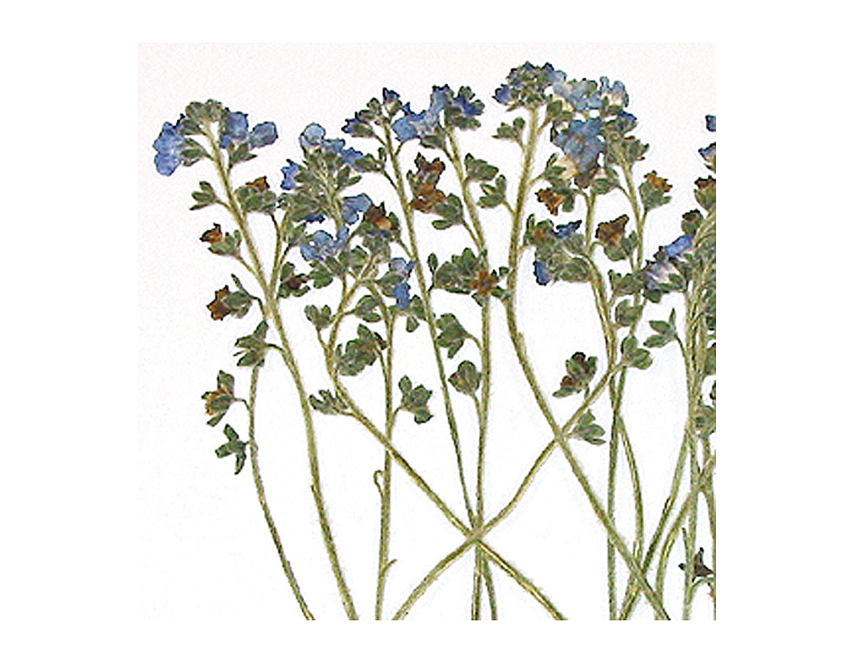1952 Flor seca prensada forgetmenot azul Innspiro