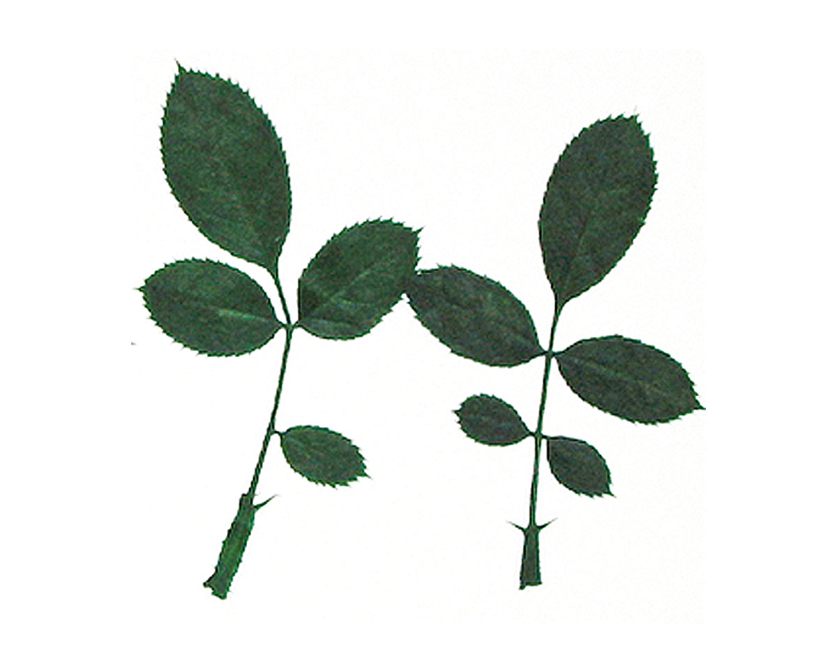 1961 Flor seca prensada rose leaves verde Innspiro