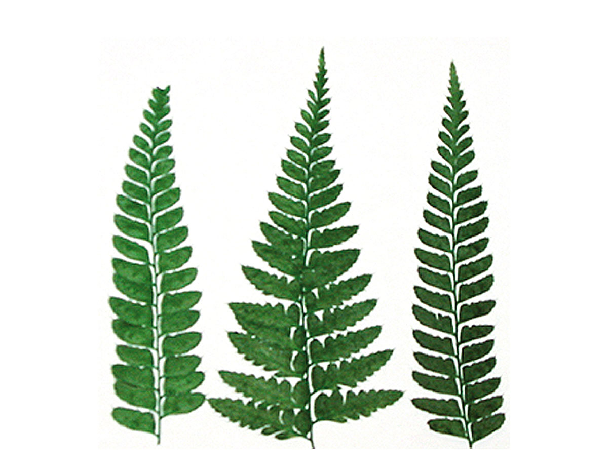 1966 Flor seca prensada pond fern verde Innspiro