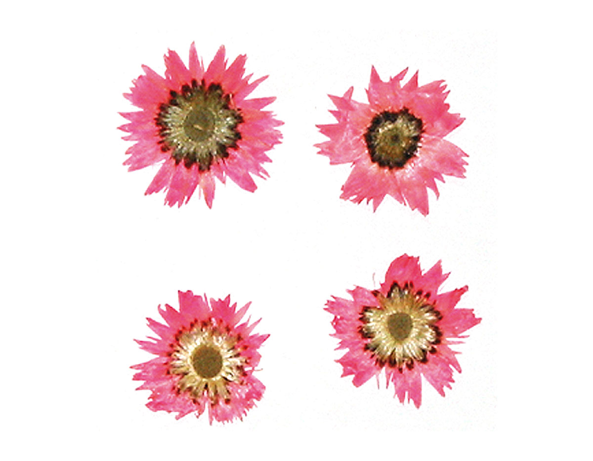1976 Flor seca prensada baby everlasting rosa Innspiro