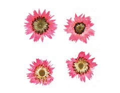 1976 Flor seca prensada baby everlasting rosa Innspiro - Ítem