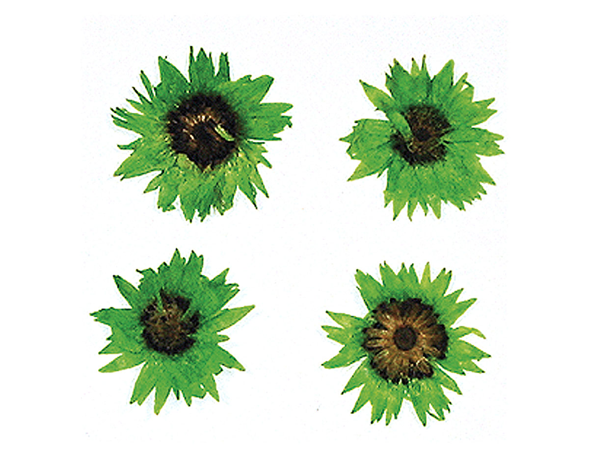 1977 Flor seca prensada baby everlasting verde Innspiro