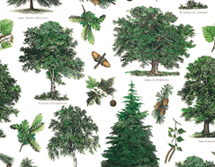 300170 Papier pour decoupage arbres Innspiro - Article