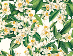 300182 Papel para decoupage flor de azhar Innspiro - Ítem