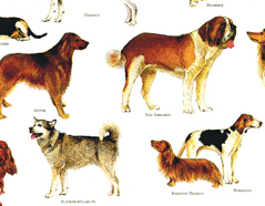 301699 Papier pour decoupage chiens Innspiro - Article