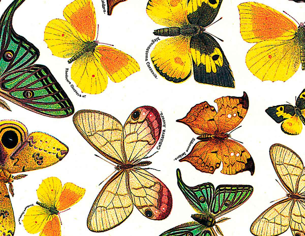 301717 Papier pour decoupage papillons Innspiro