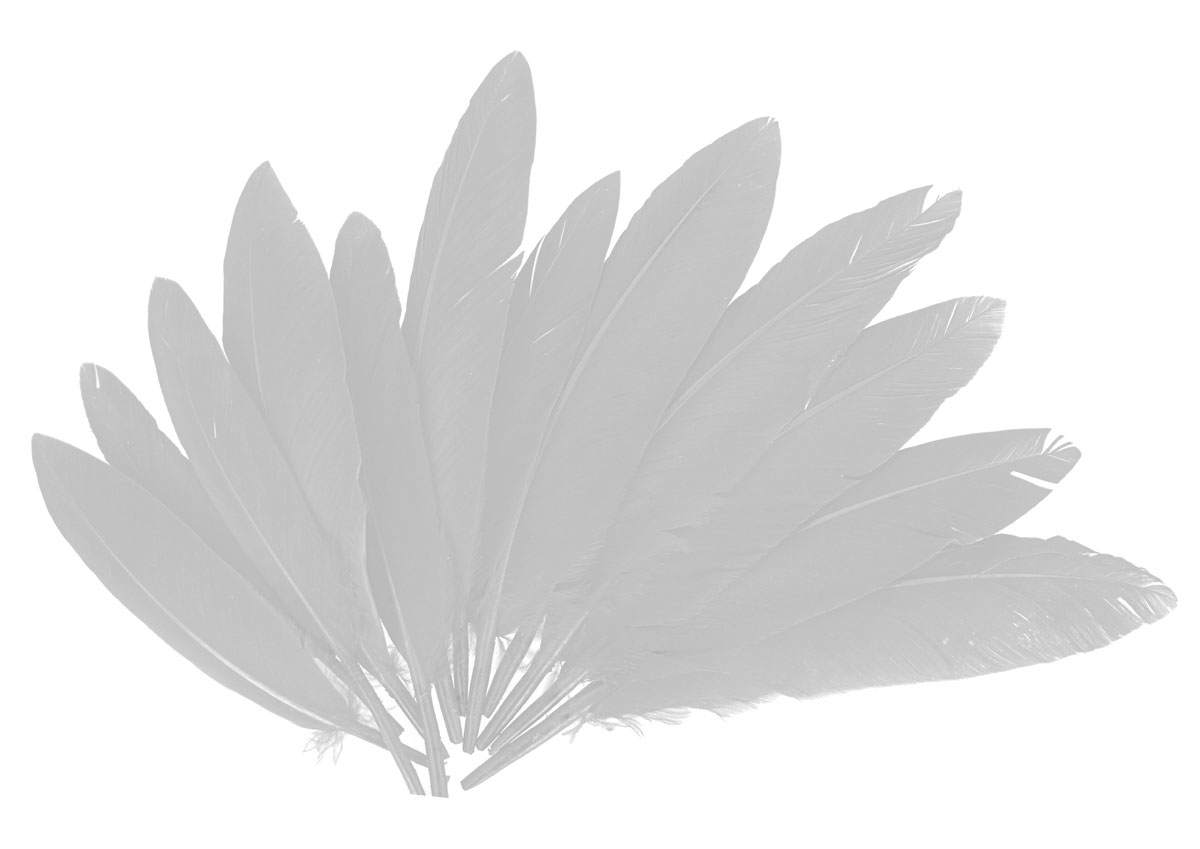 97331 Plumes indien blanc Innspiro