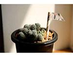 DMT1S52 Cinta adhesiva masking tape washi cactus Dailylike - Ítem2