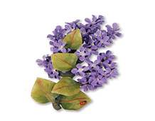 E659253 THINLITS-FLOWERS VINES AND TREES- Set 5PK-Flower Lilac by SUSAN TIERNEY - COCKBURN Sizzix - Ítem