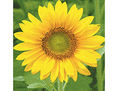 P200641 Servilletas papel Sunflower Paper Design - Ítem