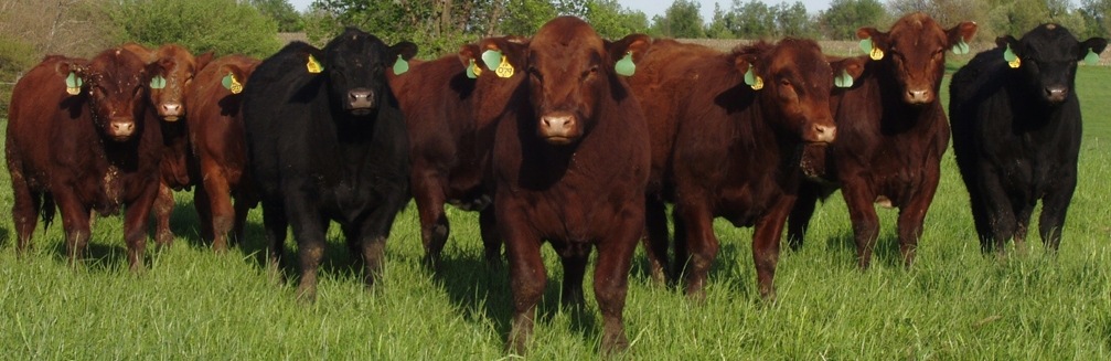 Irish Angus beef