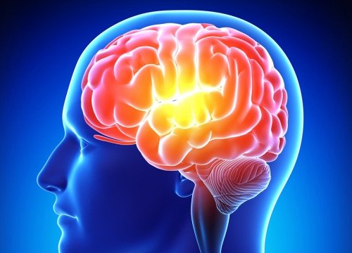 Productos para la memoria y nutrición cerebral